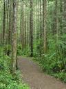 Forest path.